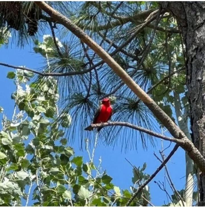 La Narcisa Villa Pehuajo Luaran gambar